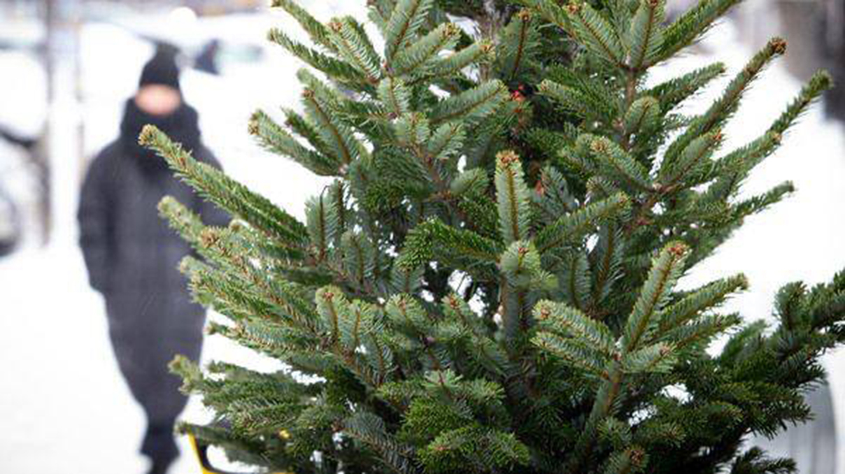 У Харкові відкрили 54 майданчики з продажу ялинок