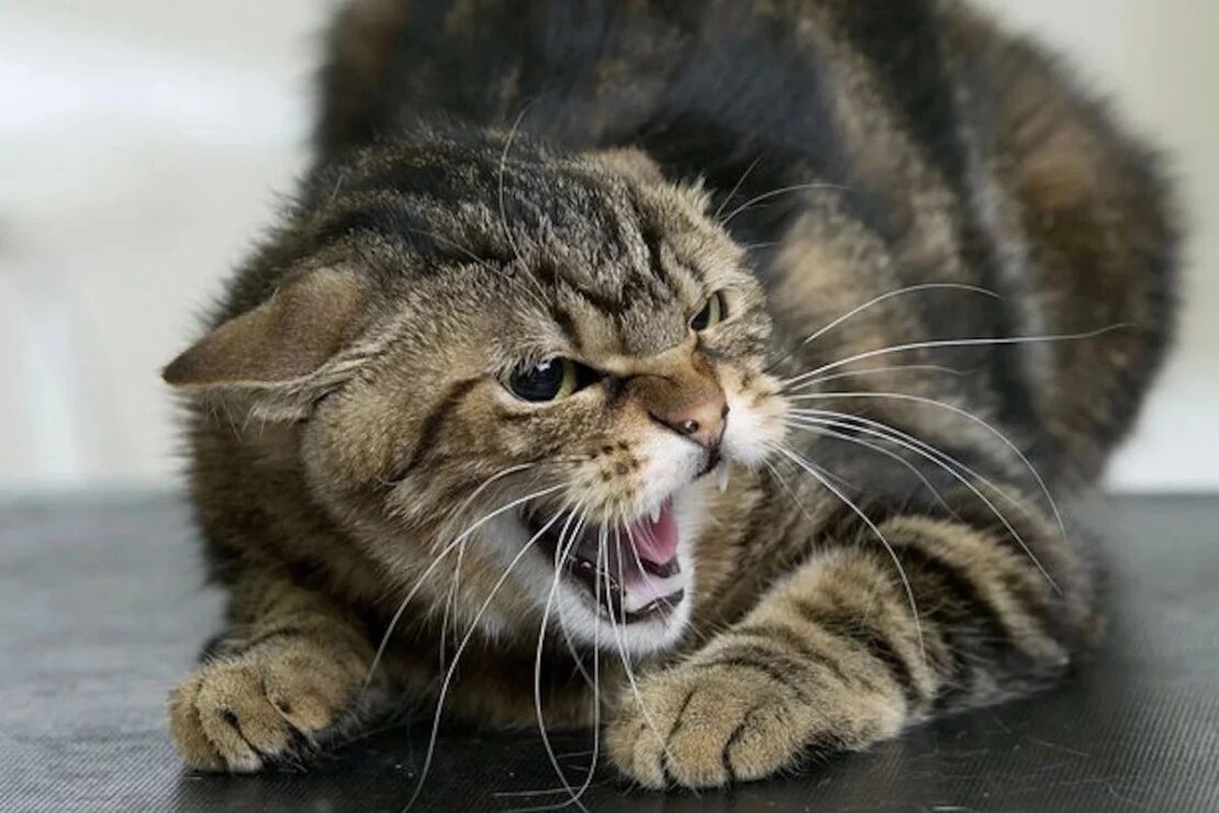 Скажений кіт покусав двох дітей в Люботині на Харківщині