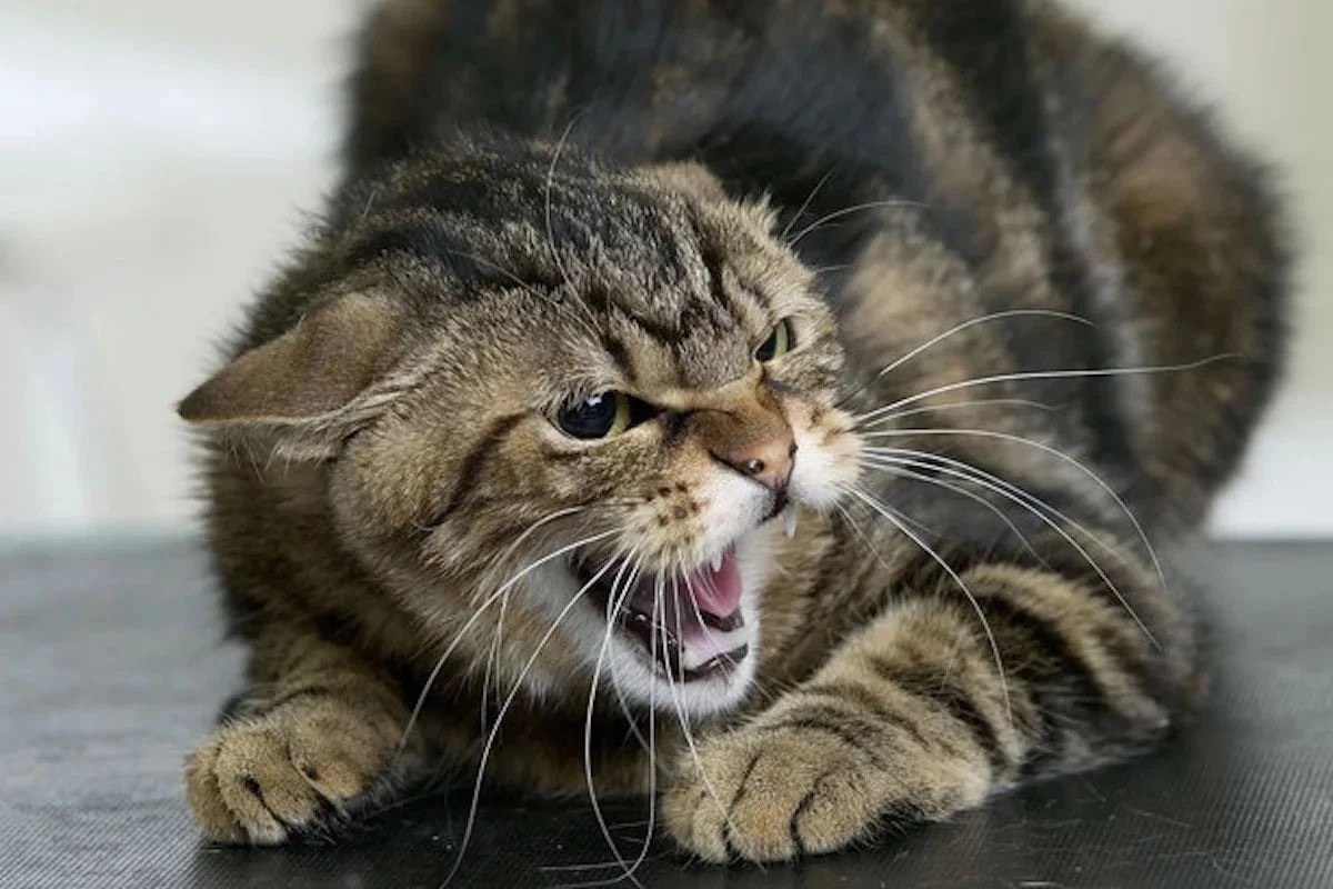 Скажений кіт покусав двох дітей в Люботині на Харківщині