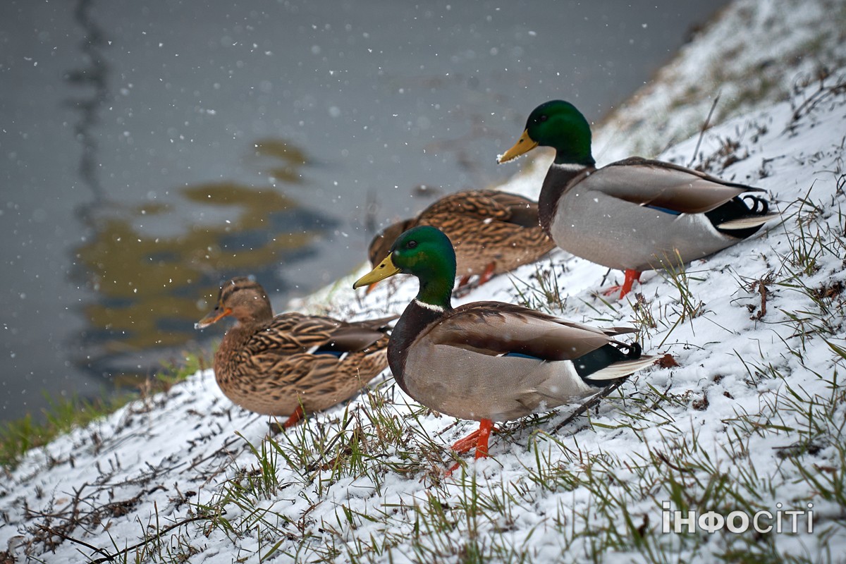 Прогноз погоди у Харкові на 8 січня 2026 року