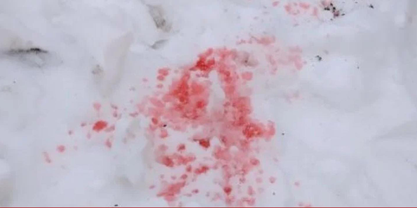 Отруєння собак у Харкові: комунальники спростували фейк