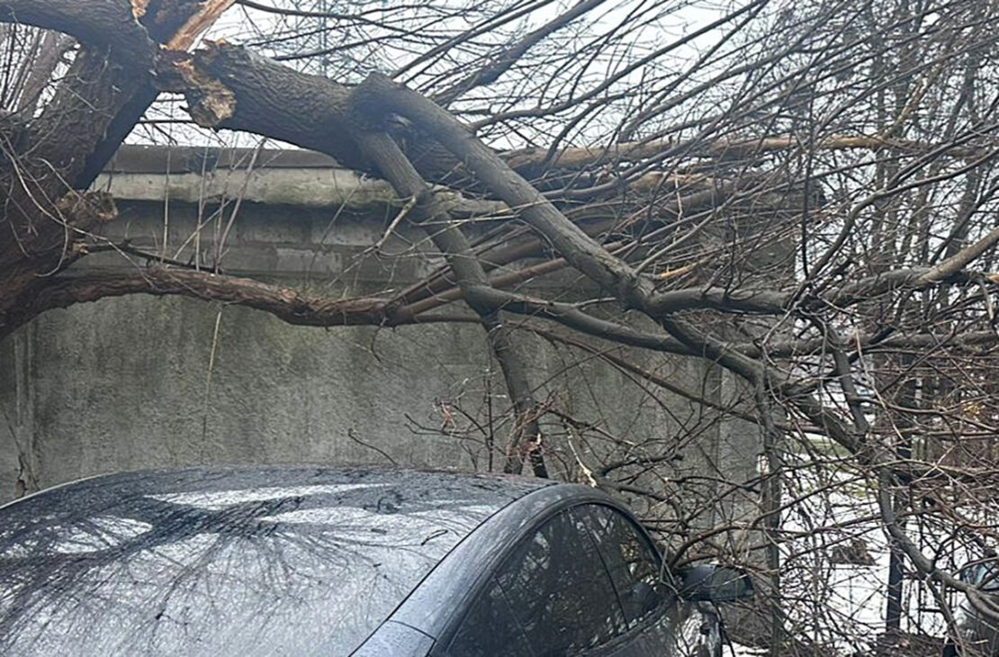 На Салтівці дерево впало на два автомобілі (фото)