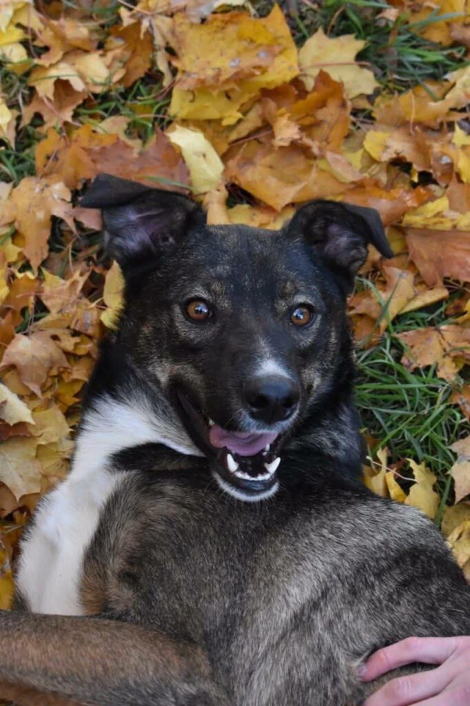 Харківський притулок для тварин підбив підсумки роботи у 2025 році