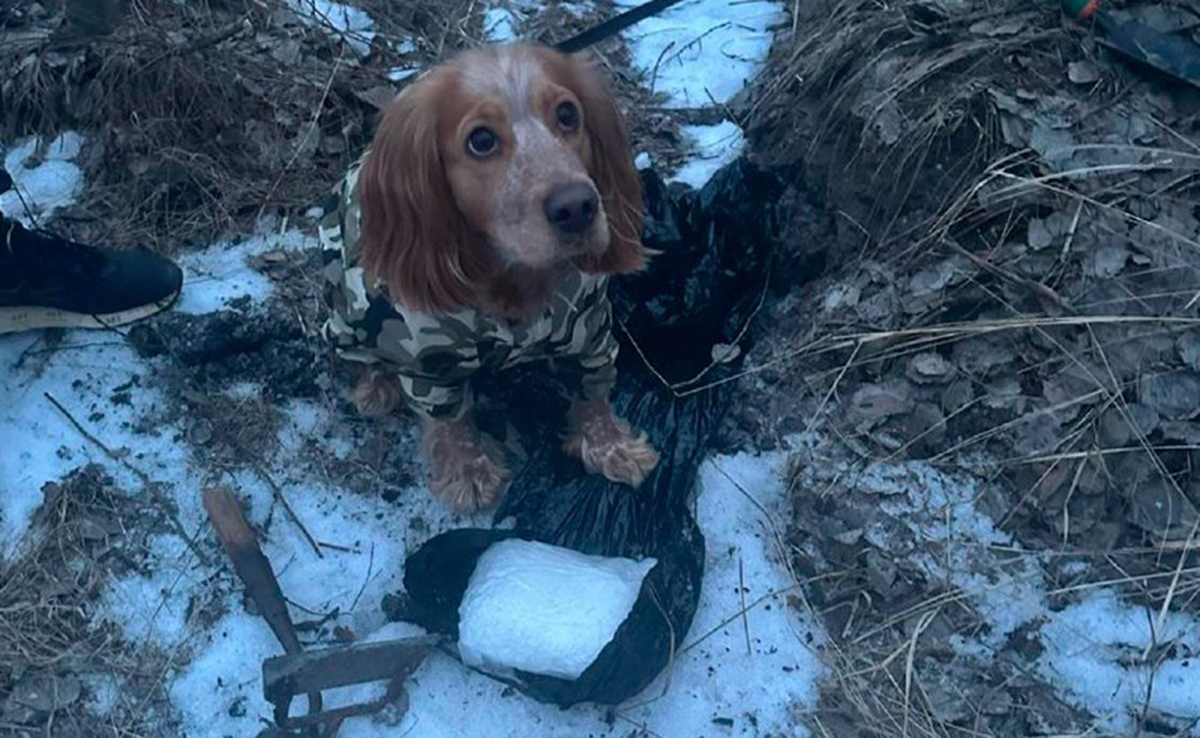 На Харківщині службовий собака знайшов психотропи на 100 тисяч долларів