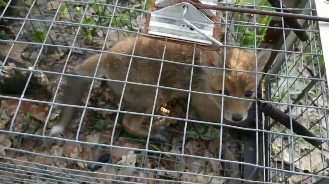 Харків'янин спускав собак на лисиць: поліція відкрила кримінальне провадження