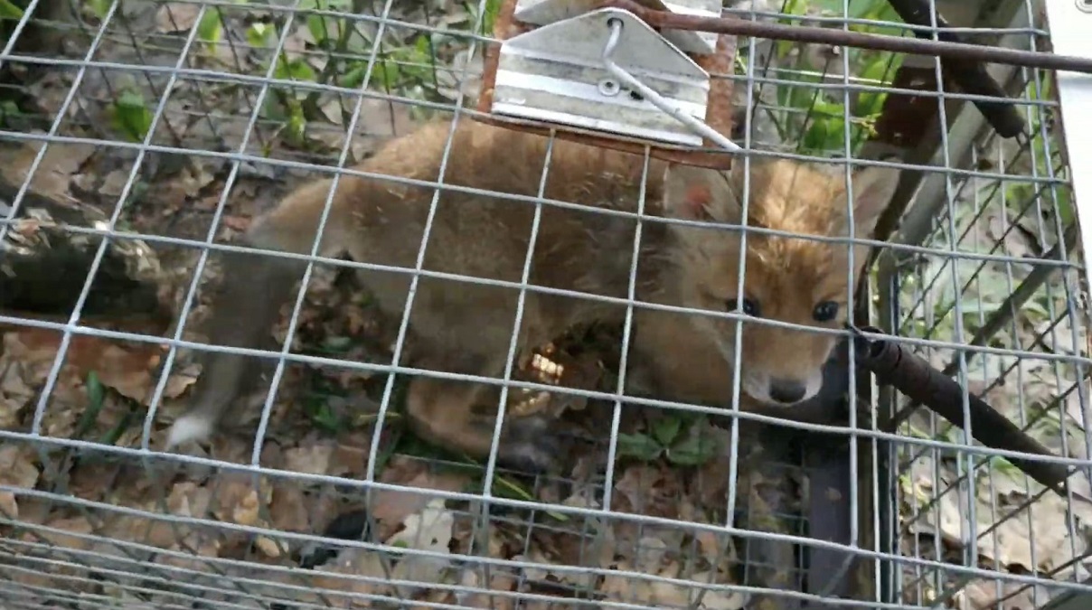 Харків'янин спускав собак на лисиць: поліція відкрила кримінальне провадження