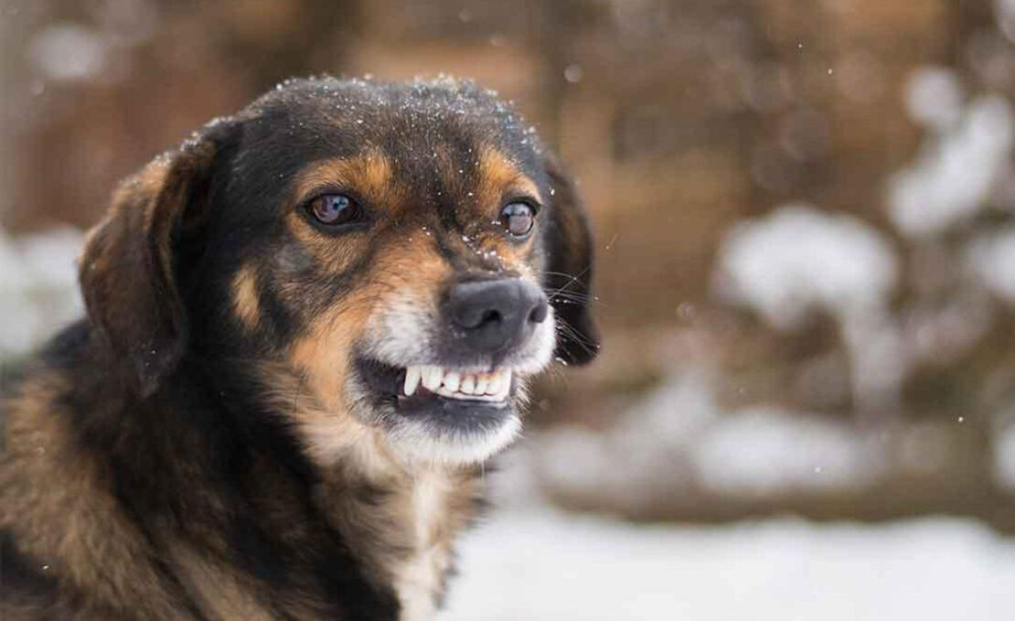 На Харківщині виявили сказ у безпритульної собаки