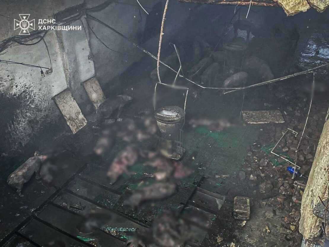 Внаслідок обстрілу на Харківщині загинуло близько 100 свиней (фото)
