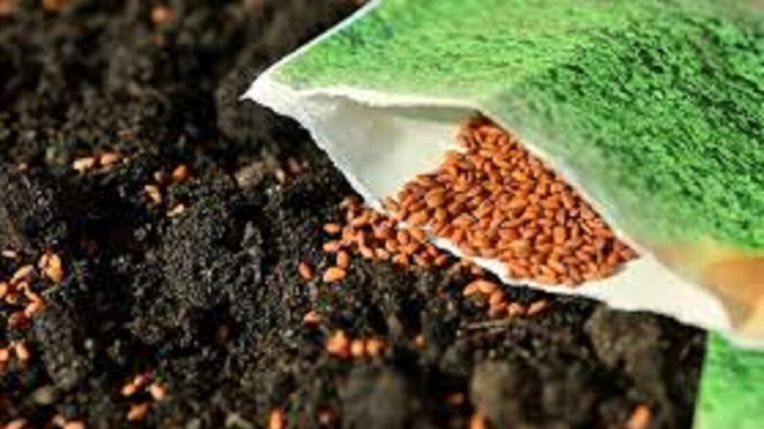 Як купити якісне насіння — поради від Держпродспоживслужби