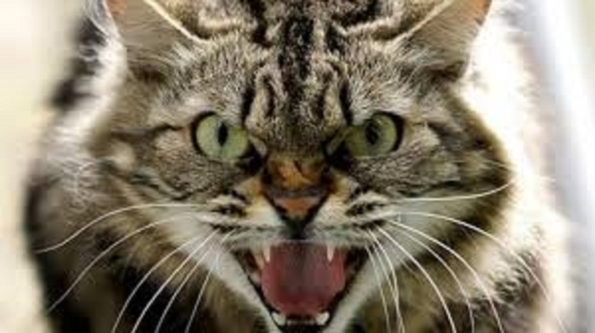 У селі Миколаївка на Харківщині підтверджено випадок сказу у кота