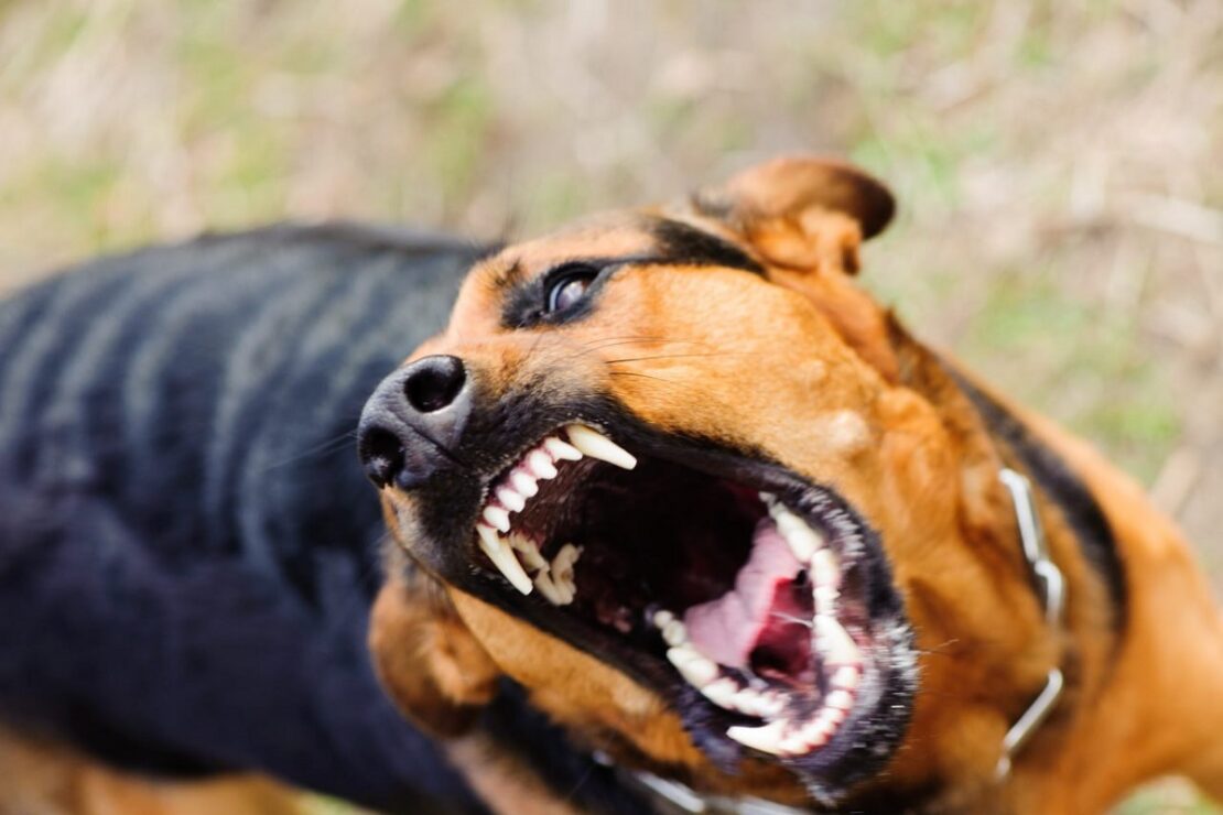 Безпритульний собака зі сказом покусав мешканку Харківщини