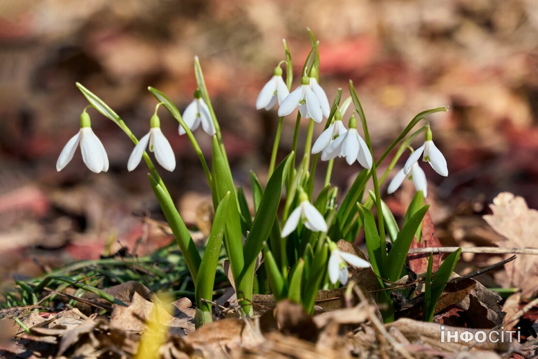 Фото Харків: У Центральному парку розквітли первоцвіти 