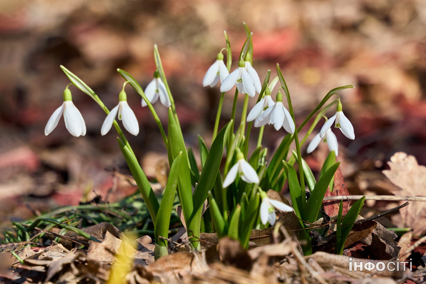 Фото Харків: У Центральному парку розквітли первоцвіти