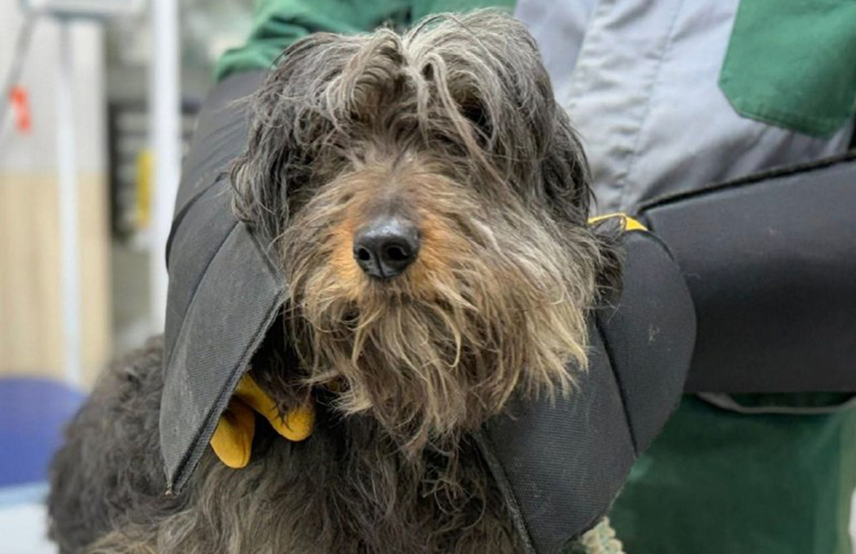 У Харкові під час пожежі врятували двох собак