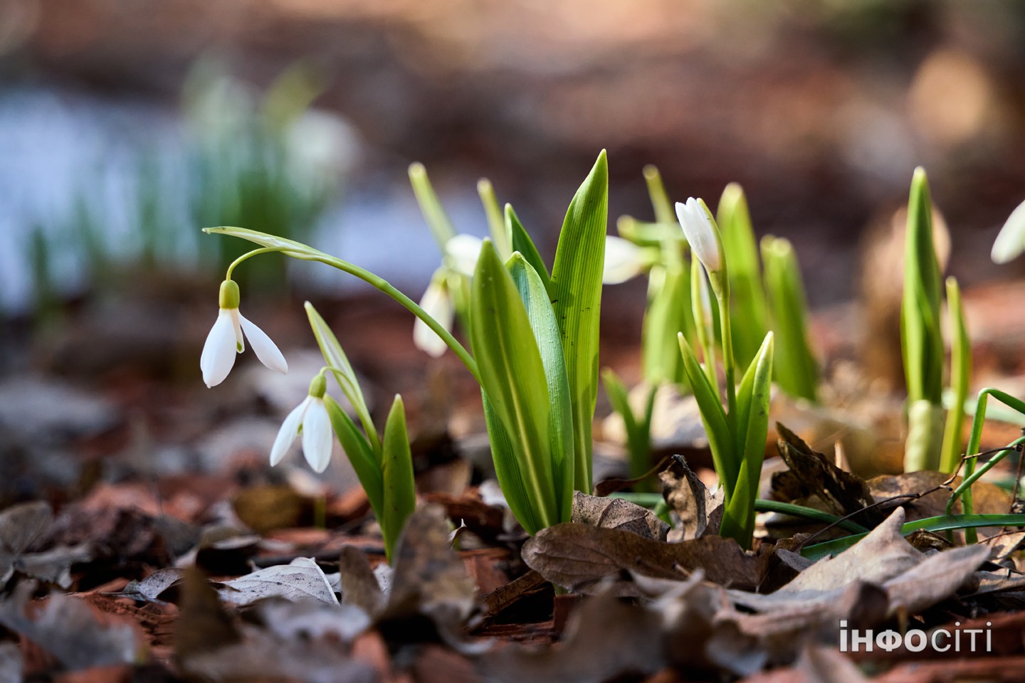 Прогноз погоди у Харкові на 1 квітня 2026 року