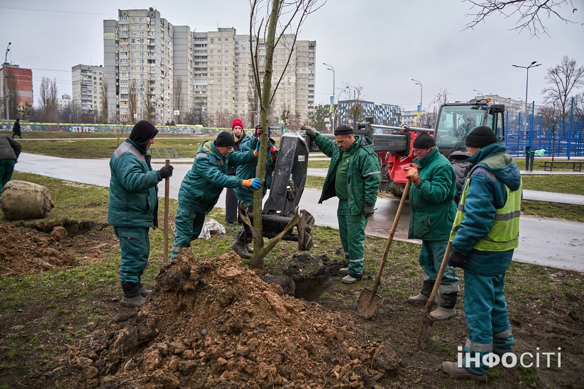 У Харкові висаджують гіпоалергенні тополі - фото