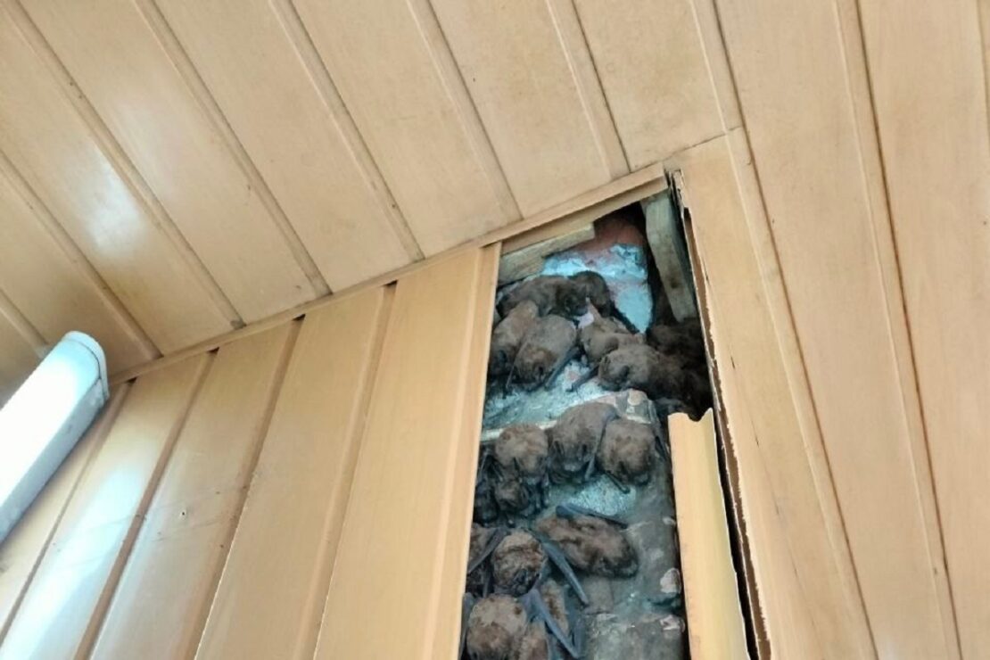 Колонія кажанів оселилася на балконі багатоповерхівці в Харкові