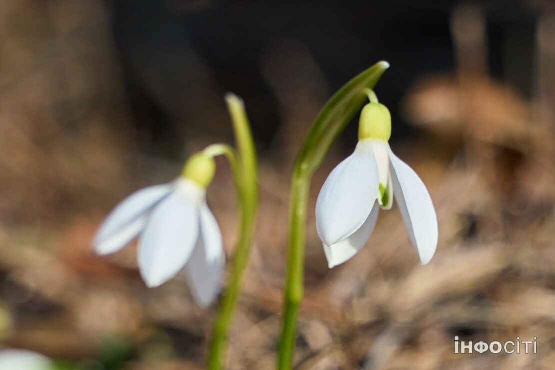 Прогноз погоди у Харкові на 31 березня 2026 року