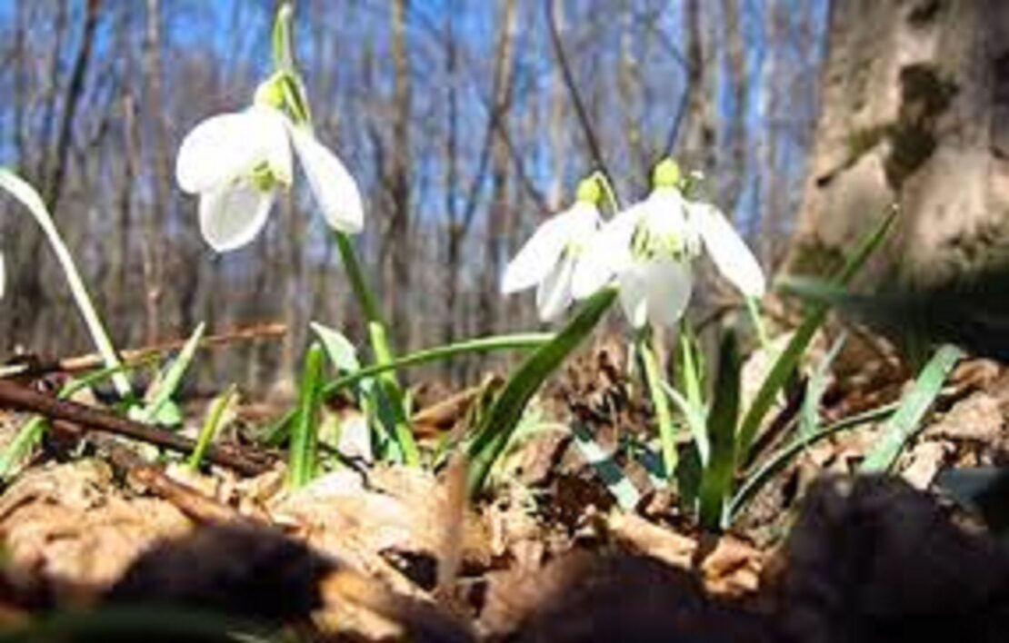 Новини Харкова: прогноз погоди на 22.03.2026