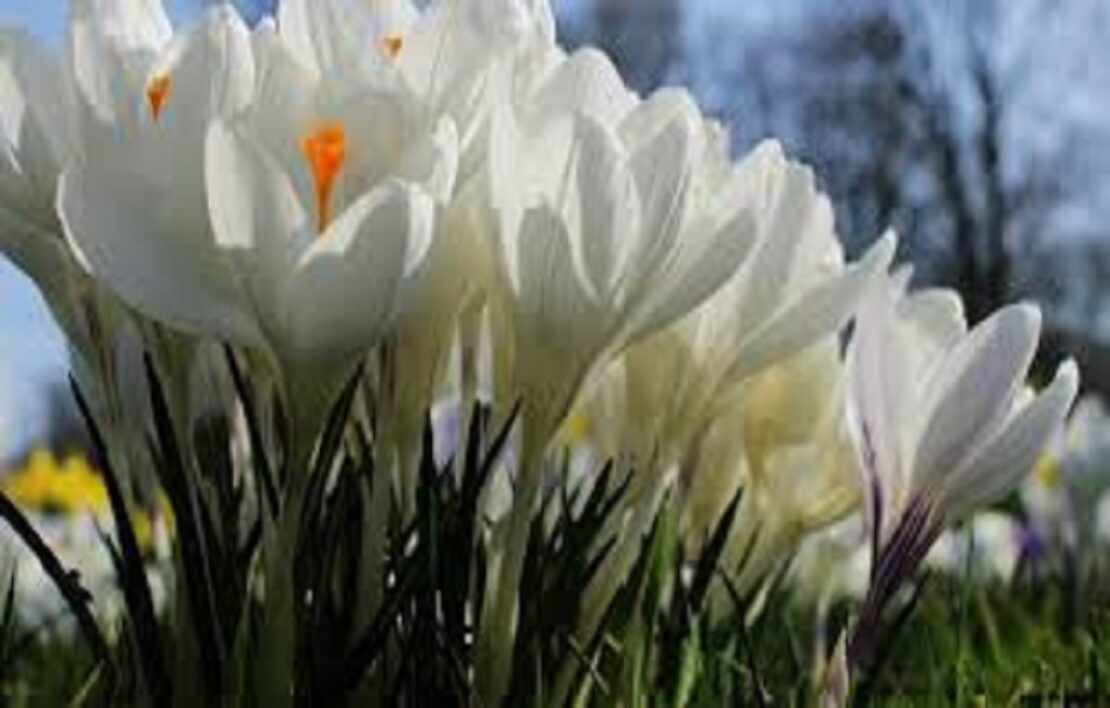 Новини Харкова: прогноз погоди на 08.03.2026