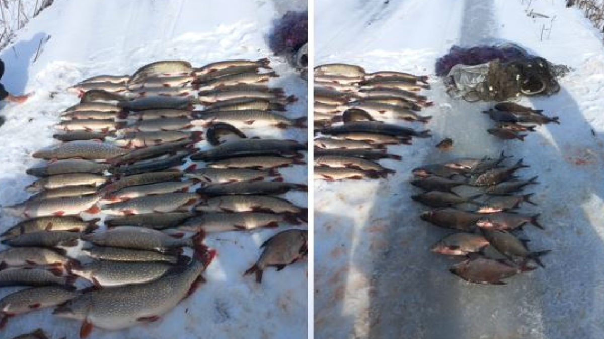 Заборона на вилов щуки не спинила браконьєрів