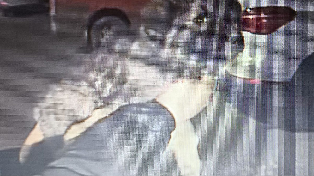 На Харківщині врятували цуценя, яке опинилося у смертельній пастці