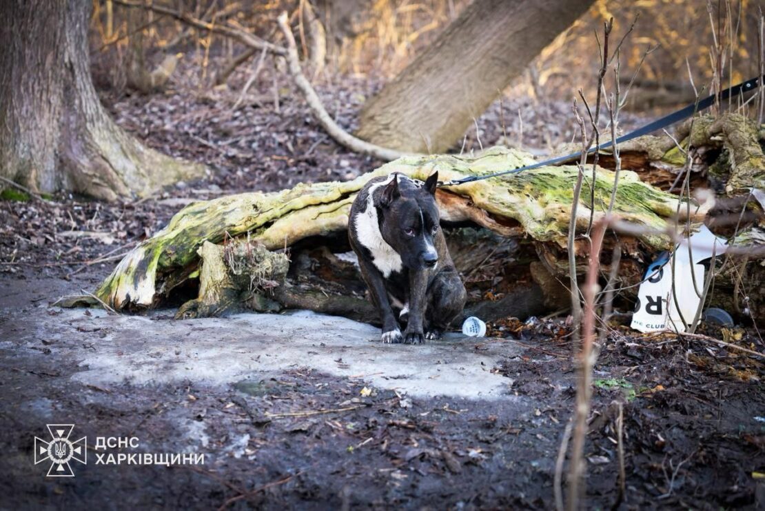 У Харкові шестеро дітей провалились під кригу, є загиблі (фото)
