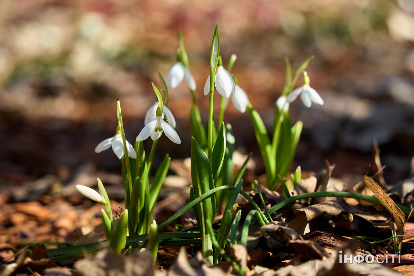 Прогноз погоди у Харкові на 25 березня 2026 року
