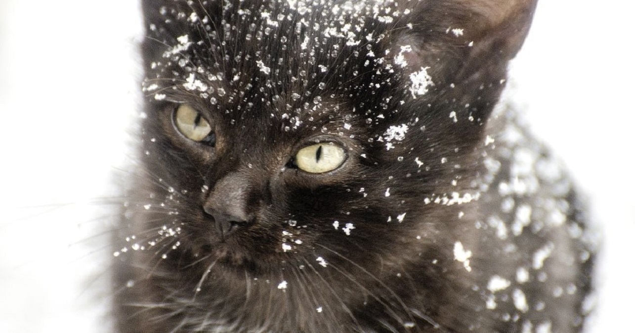 У Чугуївському районі зафіксовано одразу два випадки сказу котів