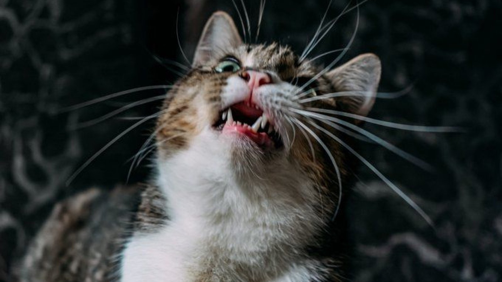 На Харківщині скажений кіт напав на трьох людей