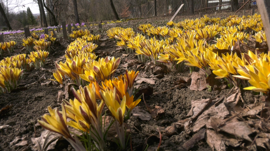 Весна прийшла: у харківському ботанічному саду квітують перші цибулинні рослини