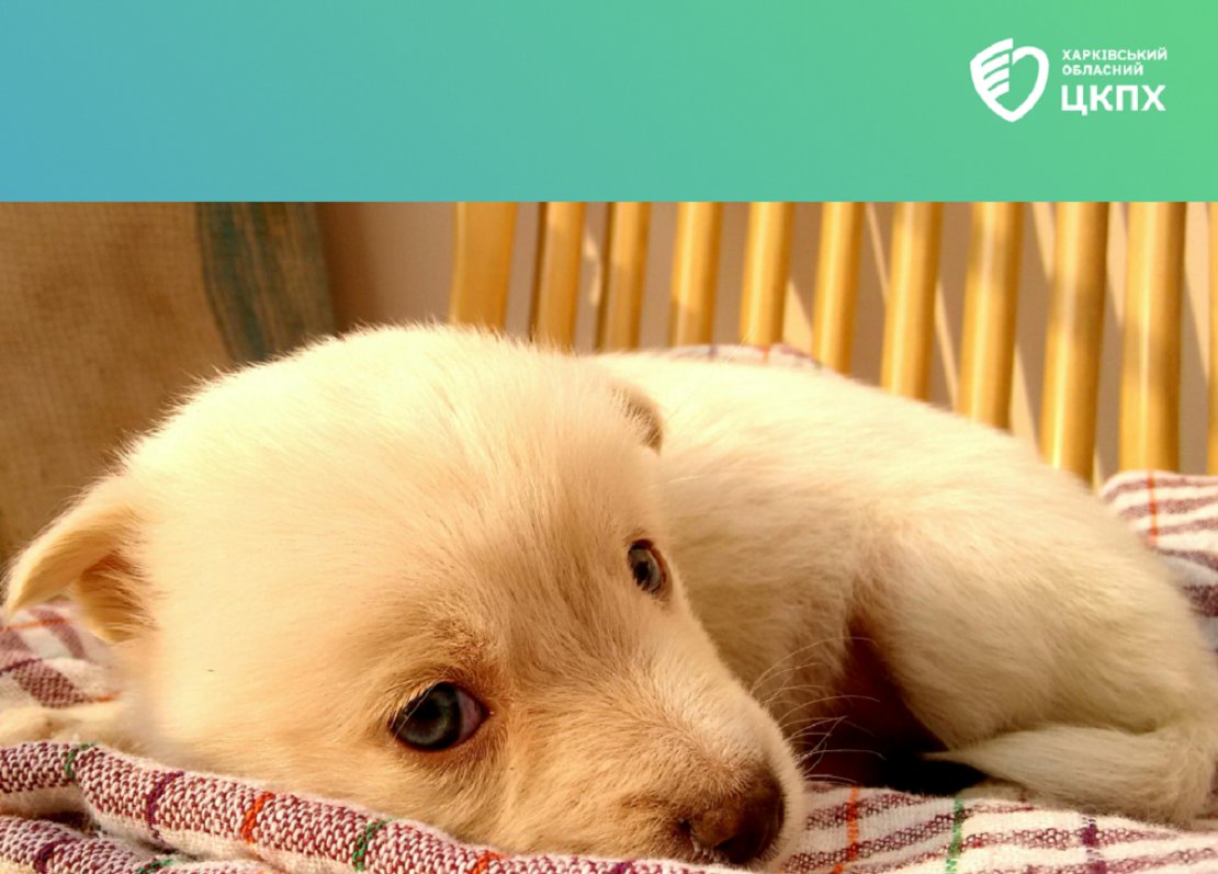 У Харкові зареєстрували випадок сказу у цуценяти