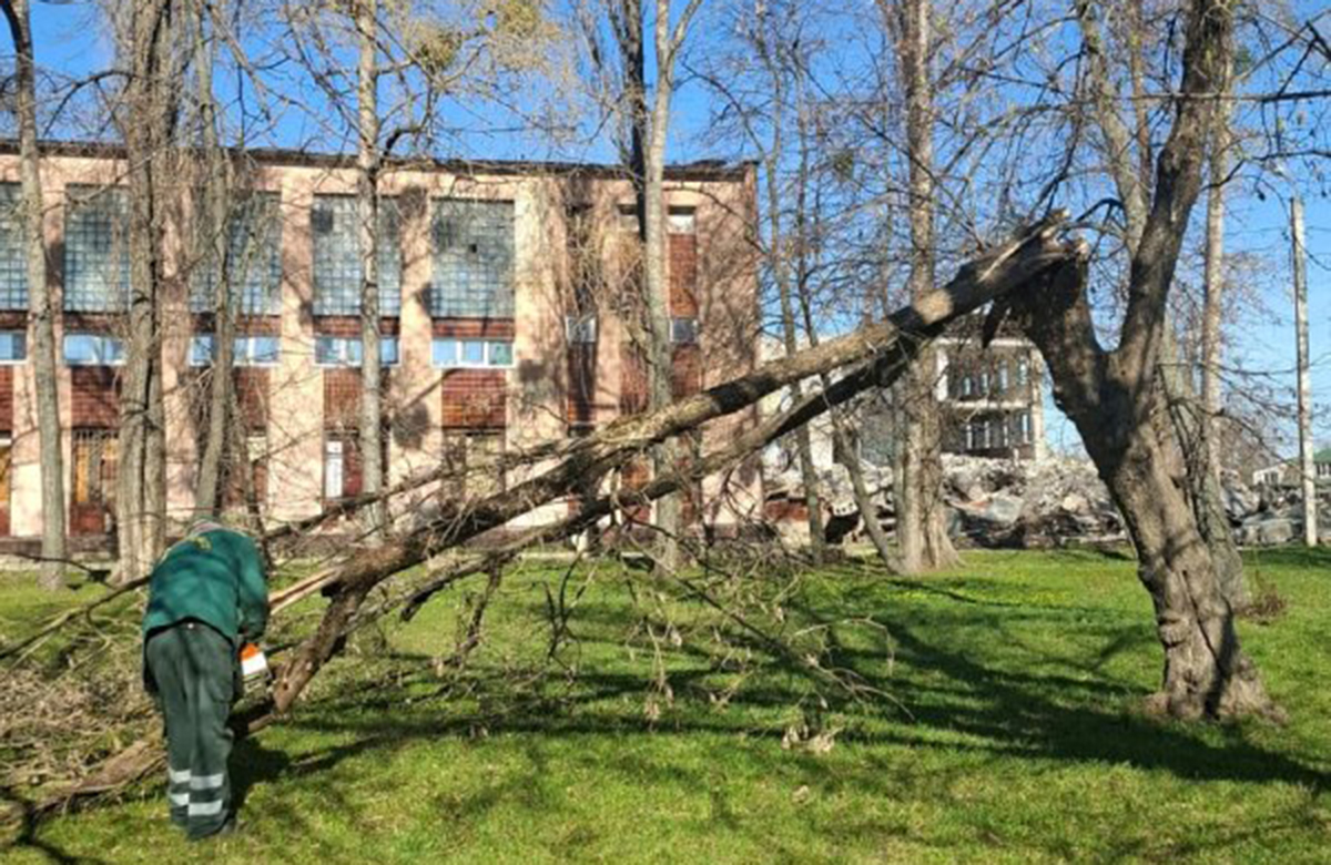 За тиждень у Харкові прибрали 29 аварійних дерев