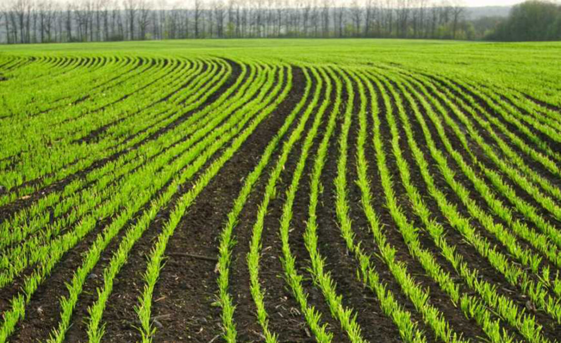 Українські аграрії засіяли майже мільйон гектарів ярих зернових