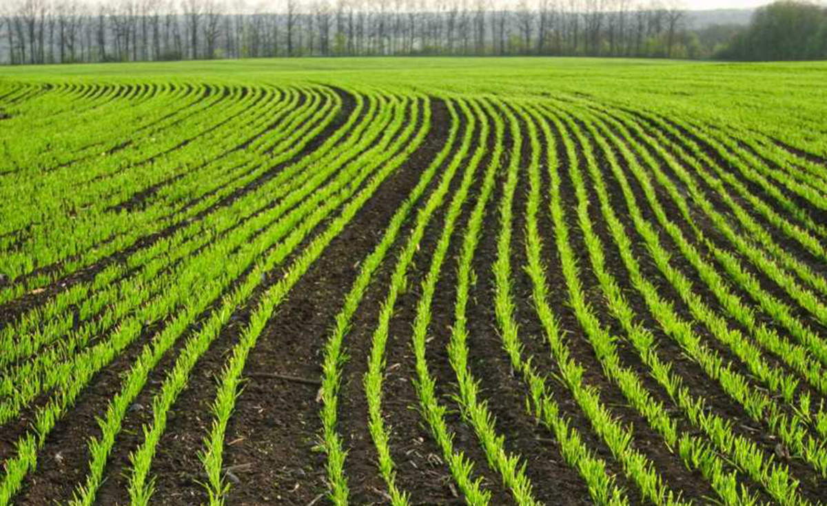 Українські аграрії засіяли майже мільйон гектарів ярих зернових