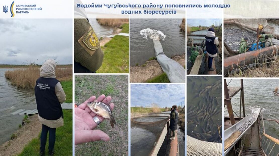 Водойми на Харківщині зарибили товстолобом, коропом та білим амуром