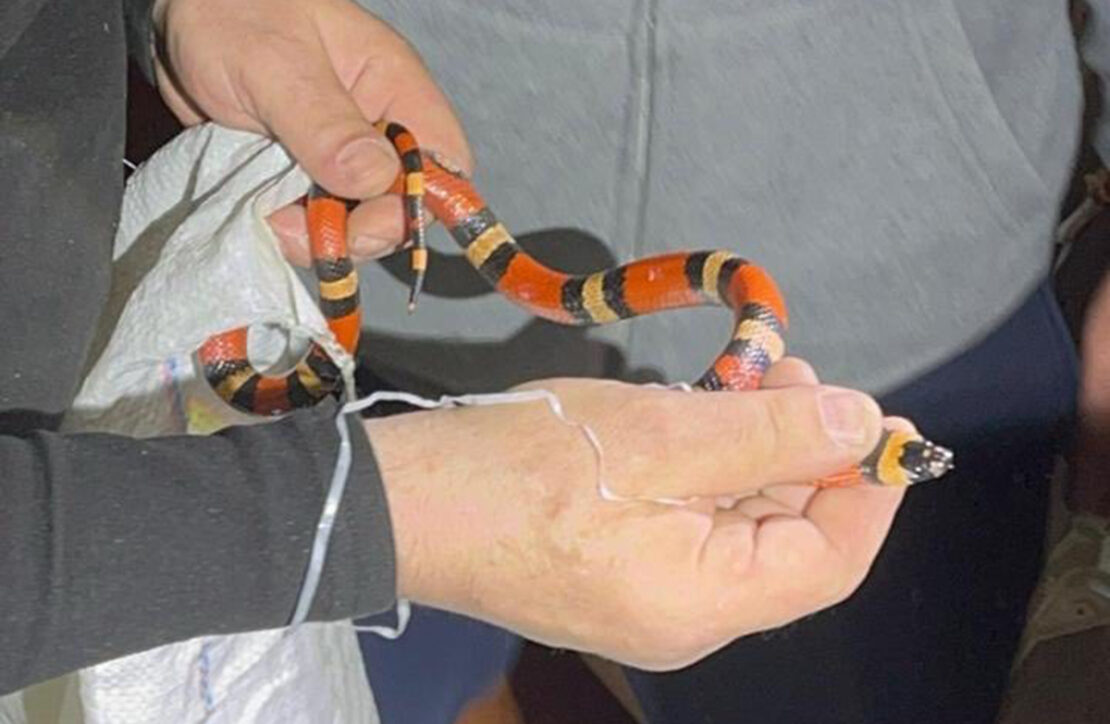 Харків'яни знайшли змію в пральній машині