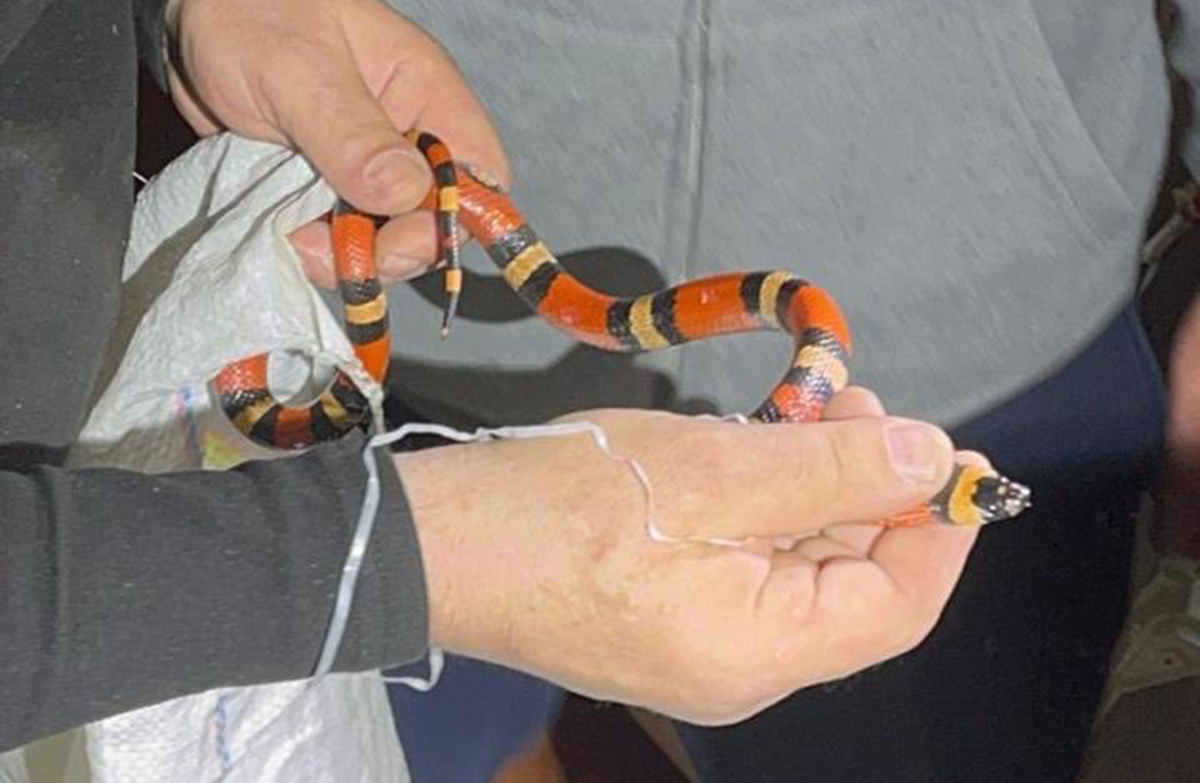 Харків'яни знайшли змію в пральній машині