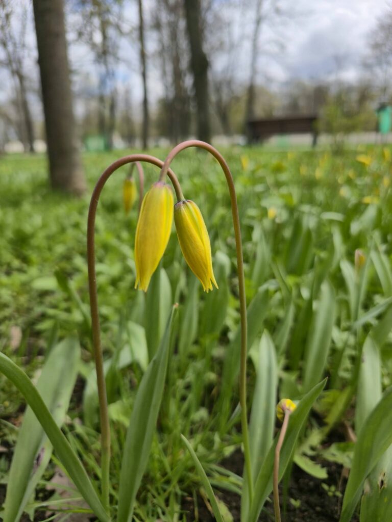 У Молодіжному парку квітнуть рідкісні тюльпани (фото)
