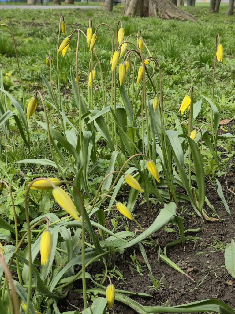 У Молодіжному парку квітнуть рідкісні тюльпани (фото)