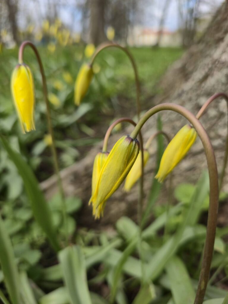 У Молодіжному парку квітнуть рідкісні тюльпани (фото)