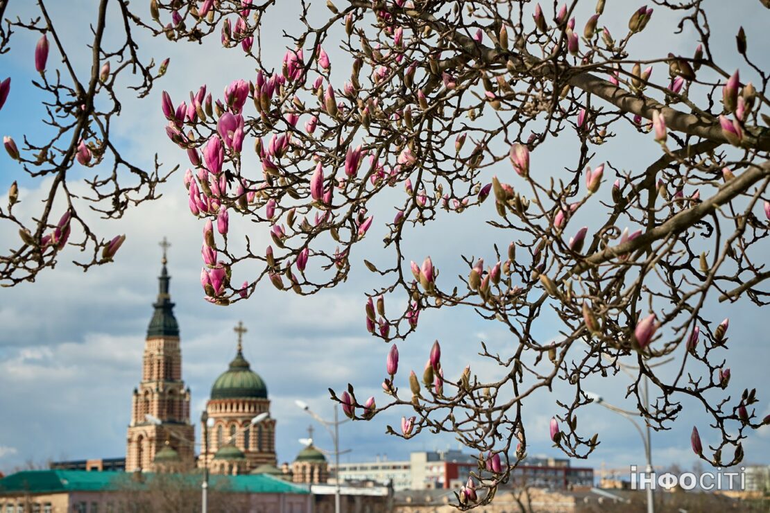 У Харкові зацвітають рожеві магнолії - фото