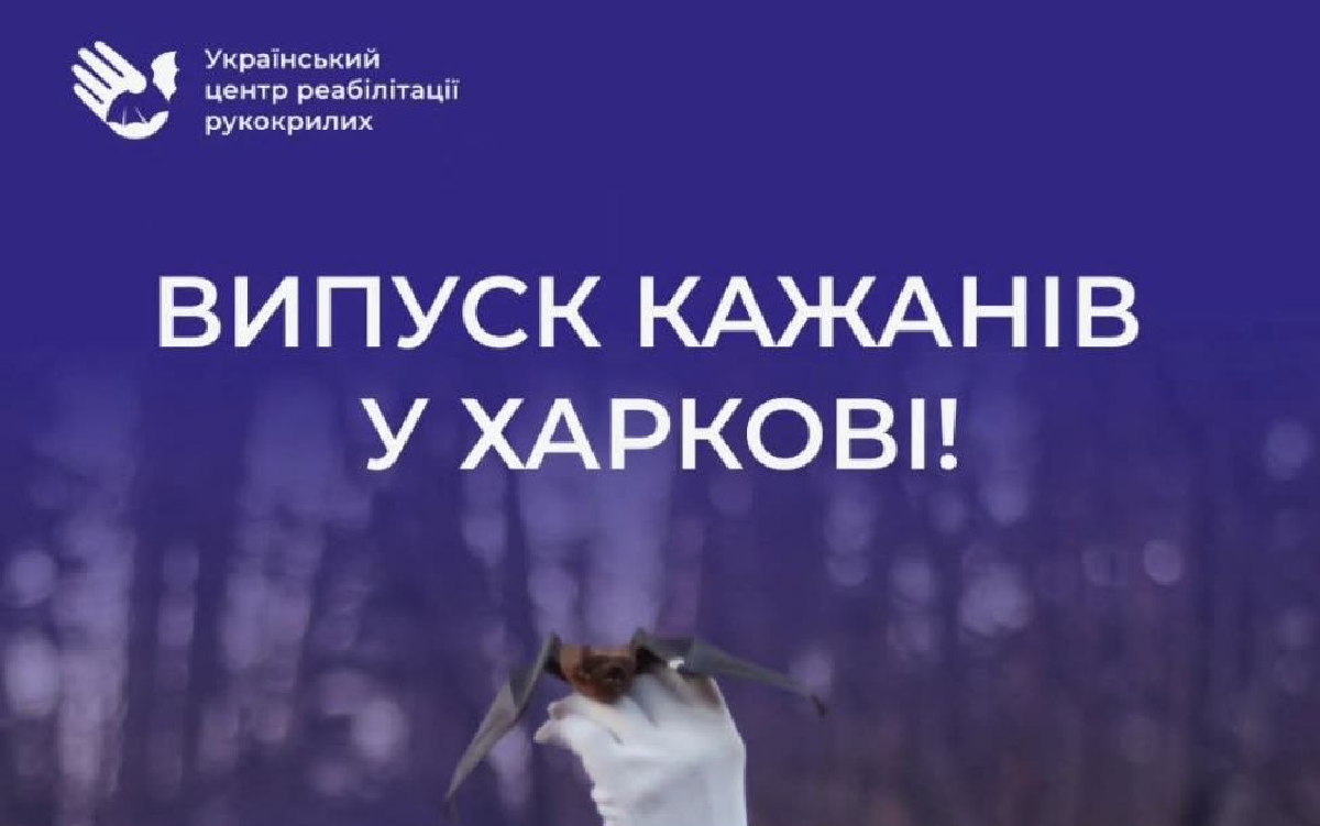 У Харкові відбудеться випуск кажанів у природу