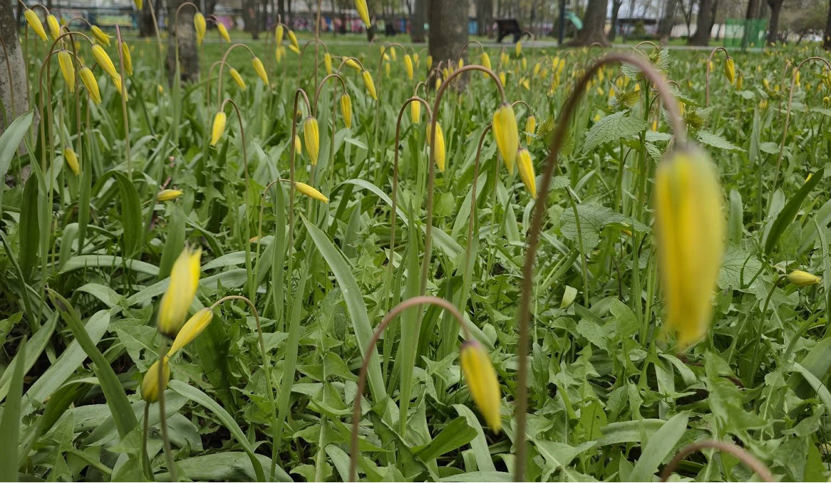 У Молодіжному парку квітнуть рідкісні тюльпани (фото)