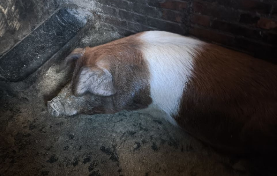 Стан тваринництва у Харківській області