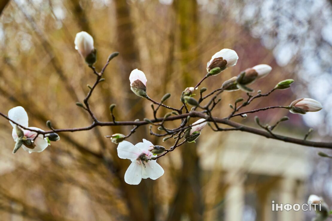 У Харкові зацвіла біла магнолія - фоторепортаж