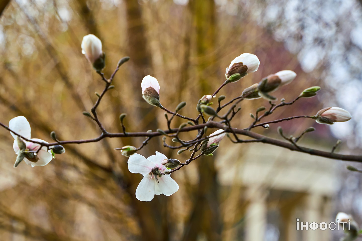 У Харкові зацвіла біла магнолія - фоторепортаж