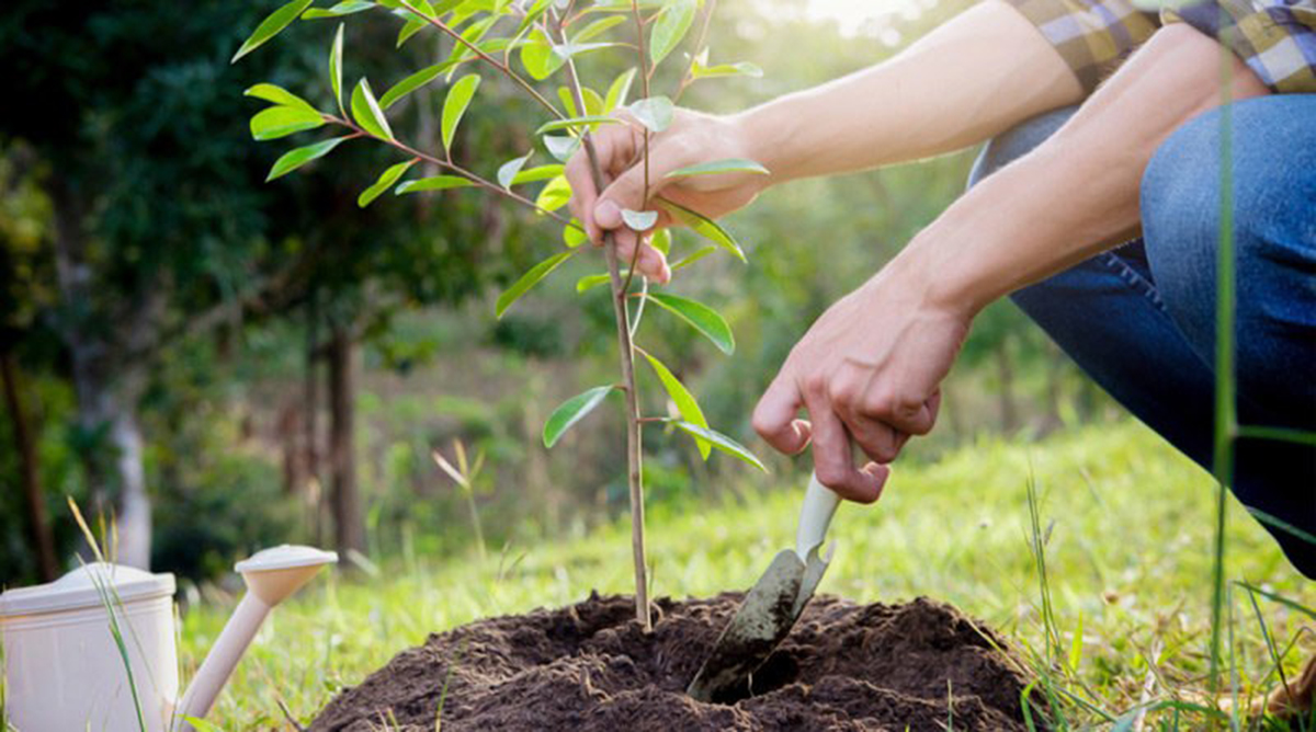 У Харкові зросли ціни на саджанці дерев та квітів