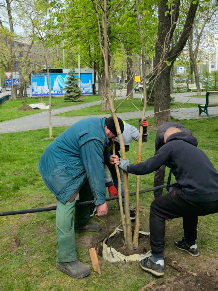 У сквері Незалежності комунальники висаджують нові дерева (фото)