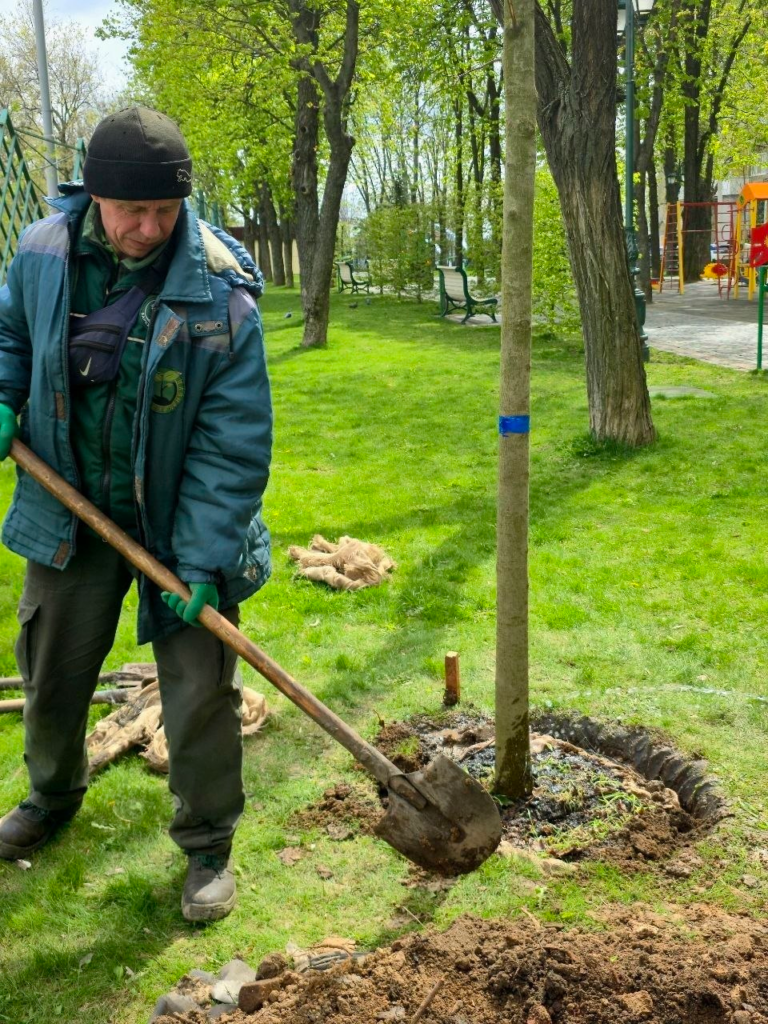 У сквері Незалежності комунальники висаджують нові дерева (фото)